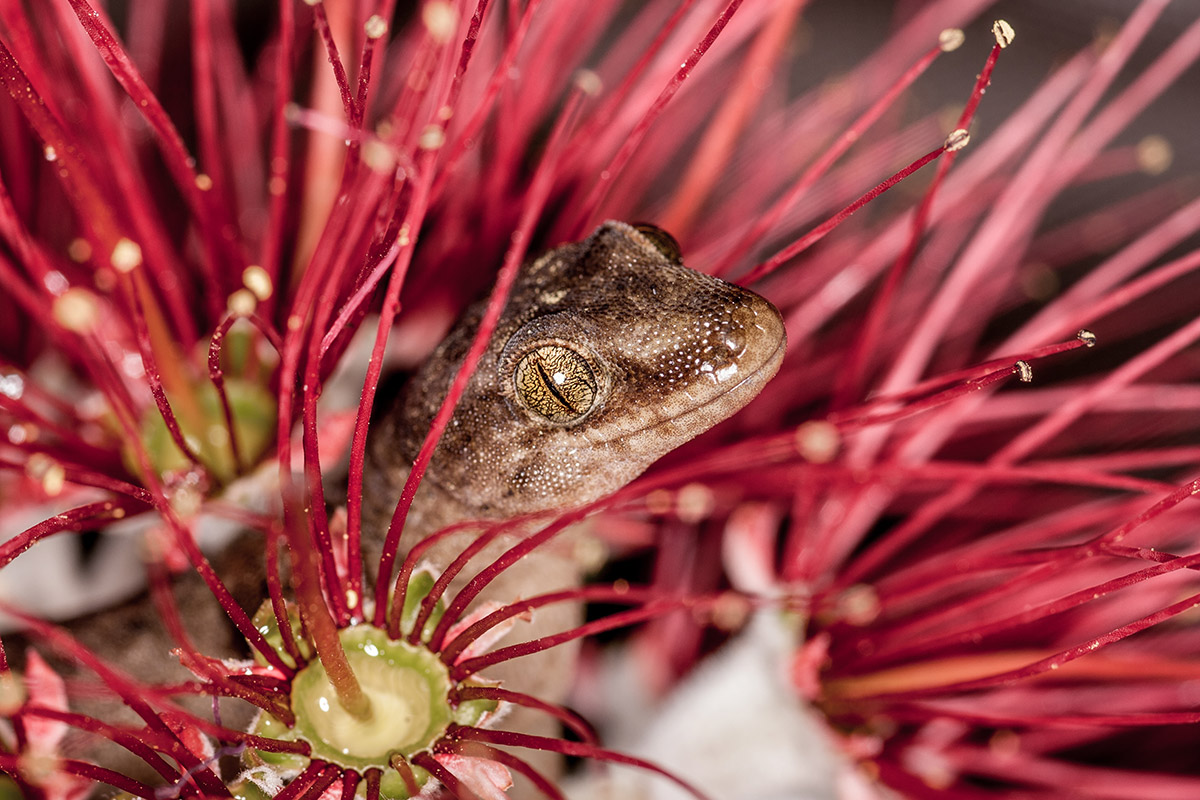 Pacific Gecko amongst Pohutukawa flowers - Photo by Art Polkanov